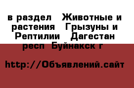  в раздел : Животные и растения » Грызуны и Рептилии . Дагестан респ.,Буйнакск г.